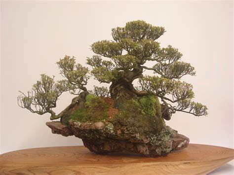 盆栽|Bonsai